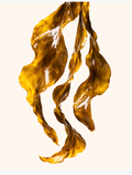 Wild Kelp