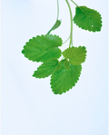 Lemon Balm