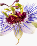 Passionflower